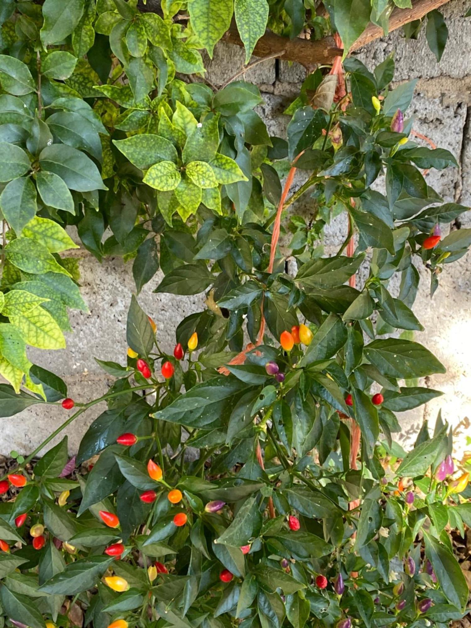 L'Incognita Bed & Breakfast San Nicolo d'Arcidano Exterior photo
